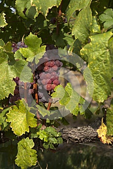 Cluster of sort `Onyx` ripe red - purple grape berries, close up