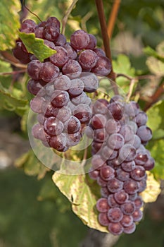 Cluster of sort `Onyx` ripe red - purple grape berries, close up