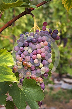 Cluster of sort `Royal` ripe red - purple grape berries, close up