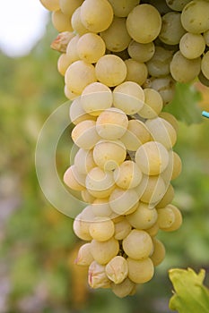 Cluster of sort `Suzi` ripe white - yellow elongated  grape berries