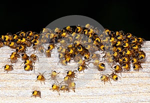 Cluster of spiderlings