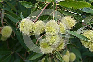 Sheaths of Sweet chestnut photo