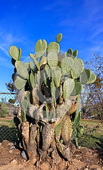 Cluster of Spineless Prickly Pear Cactus