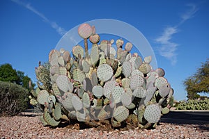 Cluster of Spineless Prickly Pear Cactus