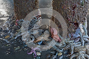 Cluster of Starfish around pilings