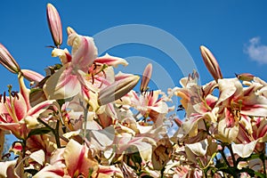 Cluster of stunning, fragrant, colourful lily flowers in full bloom, photographed in mid summer in the RHS garden in Surrey UK.