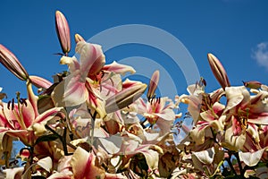 Cluster of stunning, fragrant, colourful lily flowers in full bloom. Photographed at the Royal Horticultural Society garden at Wis