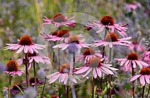 Cluster of stunning pink echinacea flowers, also known as cone flowers or rudbeckia, and Ruthenian globe thistles.