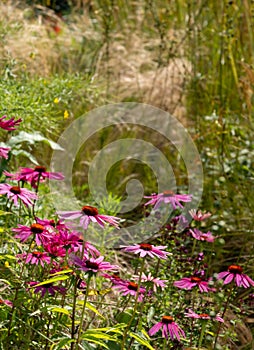 Pink echinacea purpurea flowers, also known as coneflowers or rudbeckia, photographed at RHS Wisley garden in Surrey UK.