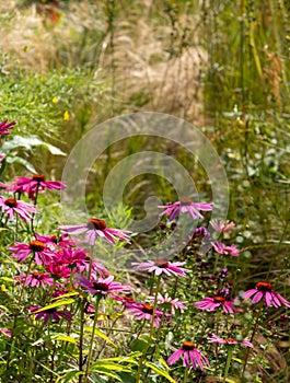Pink echinacea purpurea flowers, also known as coneflowers or rudbeckia, photographed at RHS Wisley garden in Surrey UK.