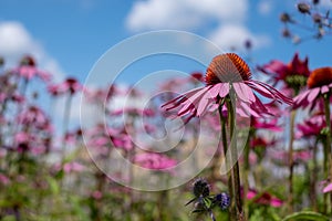 Pink echinacea purpurea flowers, also known as coneflowers or rudbeckia, photographed at RHS Wisley garden in Surrey UK.