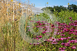 Cluster of stunning pink echinacea purpurea flowers at RHS Wisley garden in Surrey UK. Glasshouse in the distance.