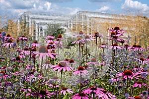 Cluster of stunning pink echinacea purpurea flowers at RHS Wisley garden in Surrey UK. Glasshouse in the distance.