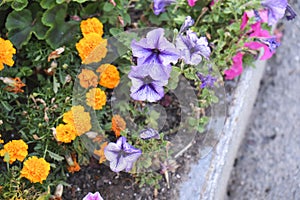 A cluster of Tagetes flowers blooming in the garden