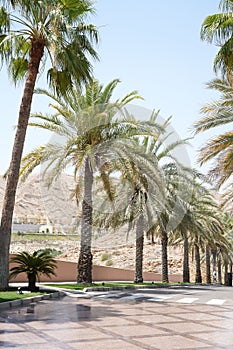 Cluster of tall palm trees stands in stark relief against the clear blue sky