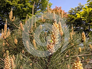 Cluster of tall pine cones adorned with minuscule pine needles