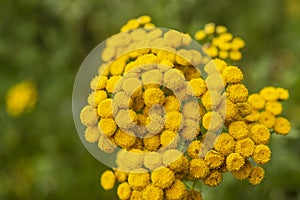 A cluster of tansy on green background photo