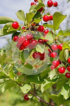 Cluster of Tart Cherries