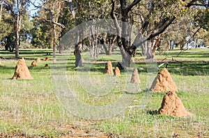 Cluster of Termite Mounds