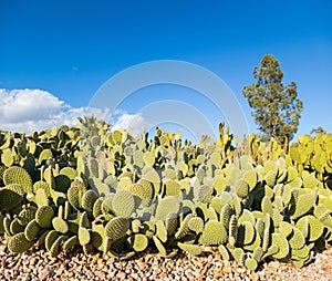 Cluster of Thornless Prickly Pear Cactus