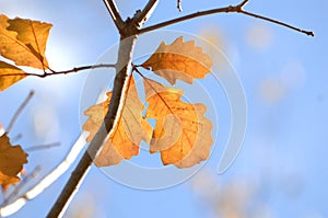 Cluster of Three Autumn Leaves on Tree branch