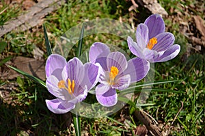 Cluster of three purple crocus flowers