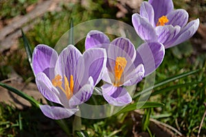 Cluster of three purple crocus flowers