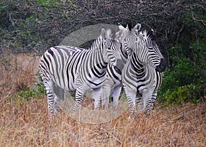 A cluster of three zebras with their distinctive markings