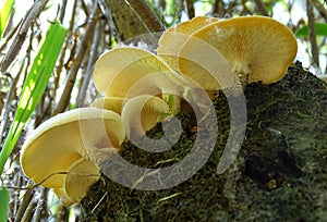 A cluster of Tiger sawgill mushrooms viewed from underneath.