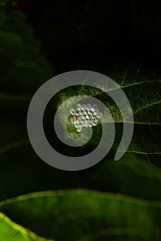 A cluster of insect eggs on a leaf.