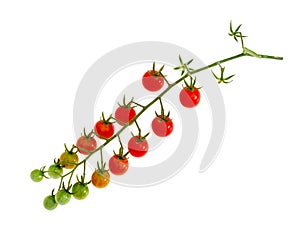 Cluster of tiny red tomatoes on vine , Solanum pimpinellifolium. Isolated on white.