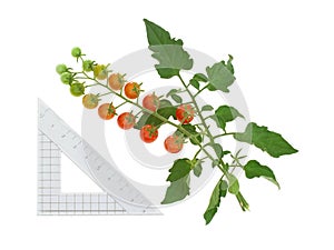 Cluster of tiny red tomatoes on vine , Solanum pimpinellifolium. Isolated on white. With centimtre scale.