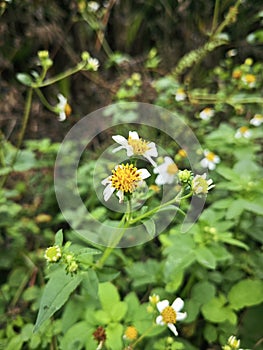 cluster of tiny white Biden albra petal flowers.