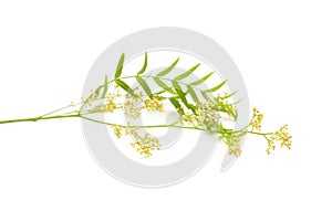 Cluster of tiny white flowers of Peruvian pepper tree