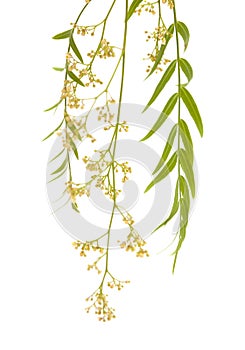 Cluster of tiny white flowers of Peruvian pepper tree