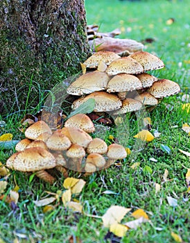 A Cluster of Toadstools Round a Tree Trunk