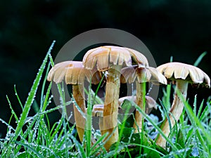 Cluster of Toadstools in wet grass.