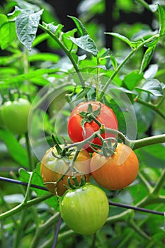 Cluster Tomatoes