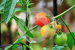 Cluster Tomatoes