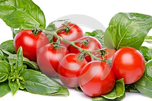 Cluster tomatoes on basil