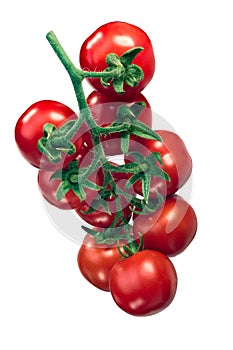 Cluster of tomatoes on the vine tov, hanging