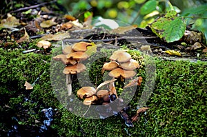 A cluster of tree fungi