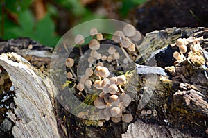 A cluster of tree fungi