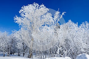 The cluster trees with soth rime and blue sky