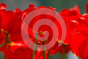 A cluster of tulip flowers in red