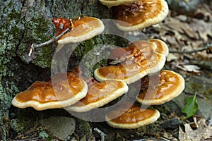 Cluster of varnish shelf fungi on Mt. Tom in Massachusetts