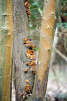 Cluster of Velvet Shank (Flammulina velutipes) fungi growing in the forest