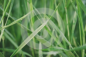 Cluster of vibrant green blades of grass, freshly dewed with glistening water droplets