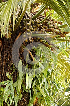 A cluster of vibrant green Cycas rumphii fruits still attached to their trunk photo