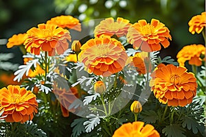 A Cluster of Vibrant Marigolds: Saturated Orange Petals Intermingling with Dashes of Yellow, Nestled in Natural Harmony